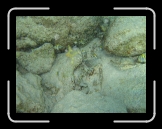 Misc 081 * Look at those little guys! * 2048 x 1536 * (1.63MB)